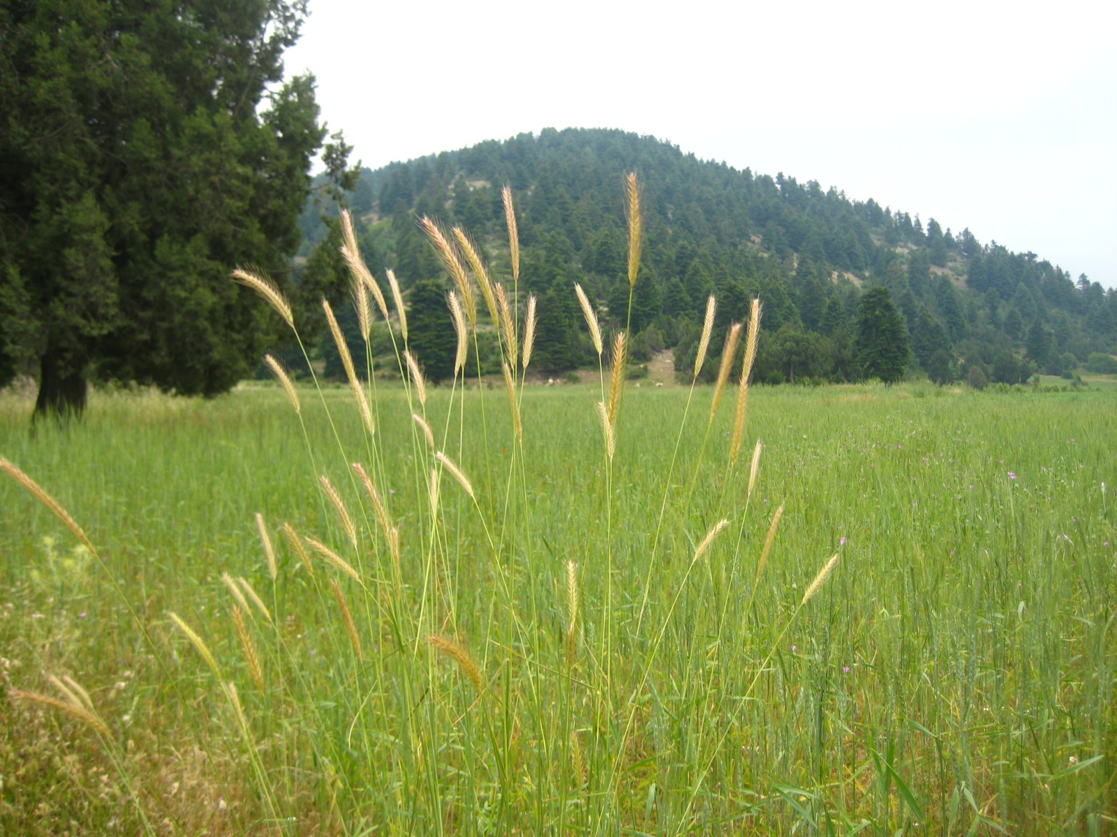 lmt-section-2-from-el-qammouaa-to-el-qemmamine-2023-09-03-64f4686e412e7.jpg